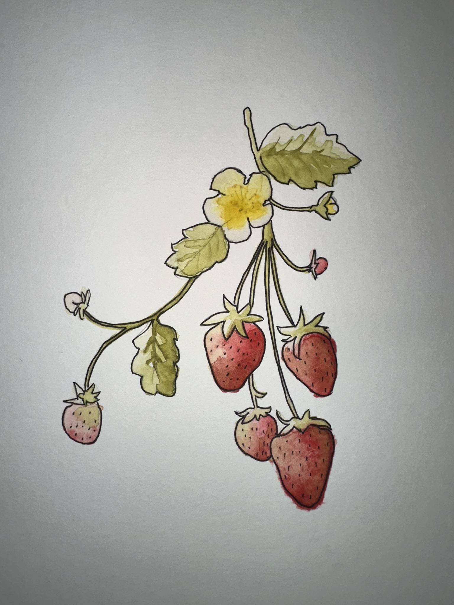 Watercolor painting of strawberries