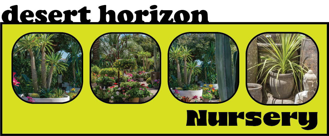 Desert Horizon Nursery Alternate Logo Concept